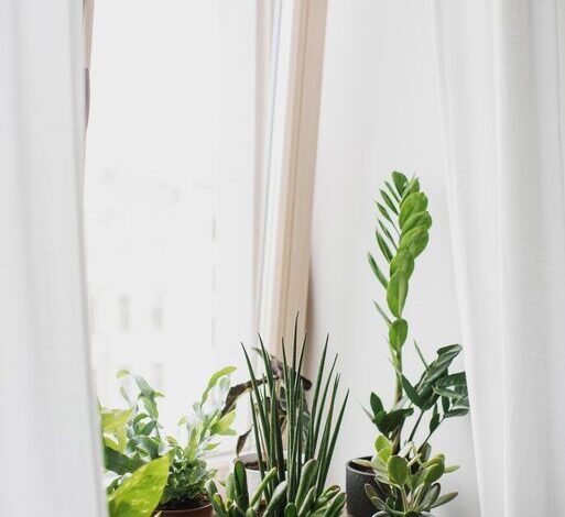 How to Refresh Your Home With Plants
